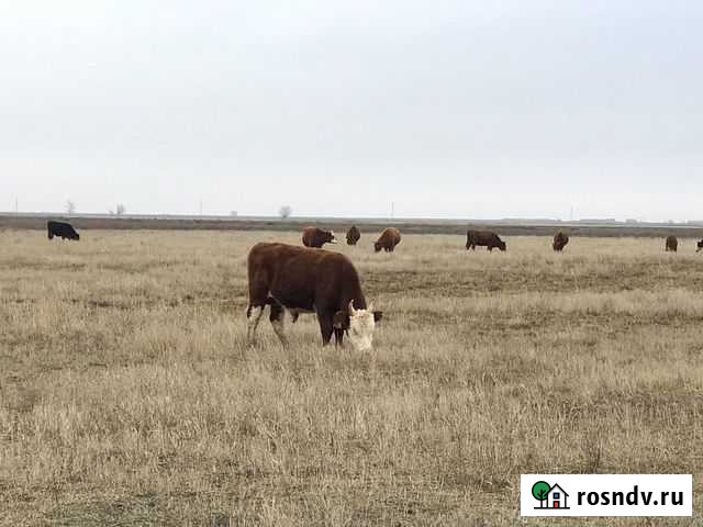 Быки Малые Дербеты - изображение 1