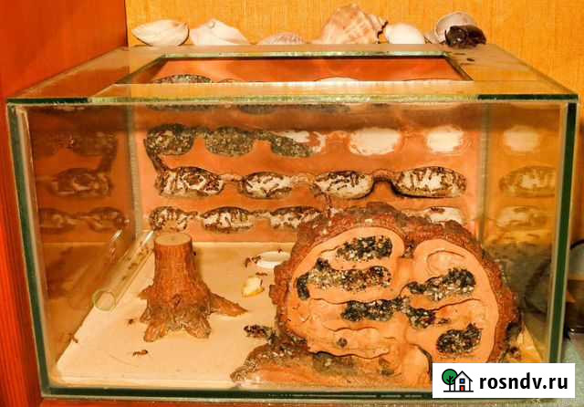 Муравьи и муравьиная ферма Пермь - изображение 1