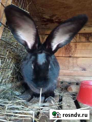Кролики мясных пород,мясо кролика Иваново - изображение 1