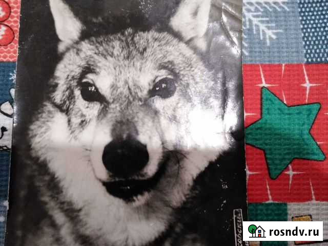 Фото волка, СССР Астрахань - изображение 1