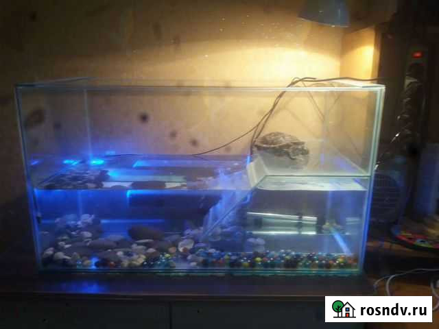 Аквариум-черепашник Соликамск - изображение 1