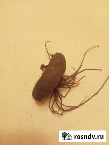 Клубень цикламена кавказского Краснодар - изображение 1