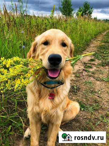 Золотистый ретривер для фотосессии Казань - изображение 1