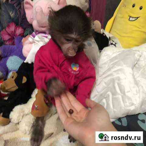 Обезьянка Новошахтинск