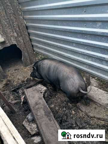Вьетнамский хряк Целина - изображение 1
