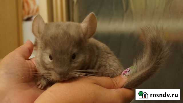 Шиншилла домашнего разведения Благовещенск - изображение 1