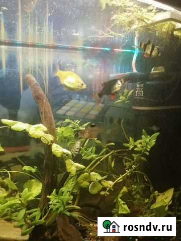 Продам барбусов Чита - изображение 1