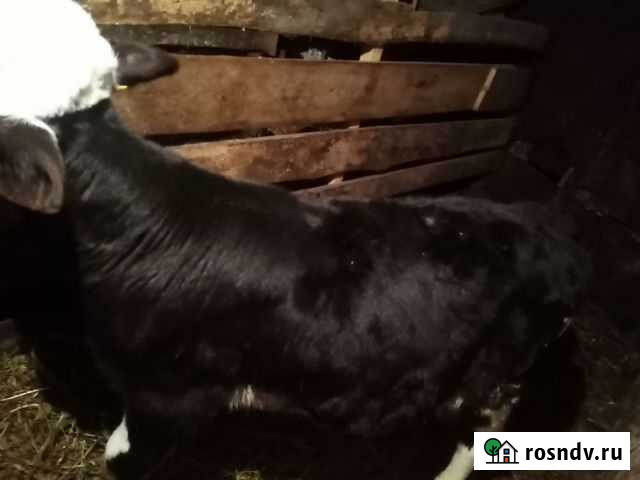 Бычок отпоенный Мордово - изображение 1