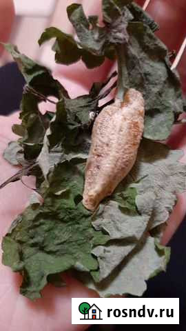 Оотек богомола Казань - изображение 1