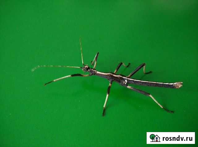 Палочники Коломна - изображение 1