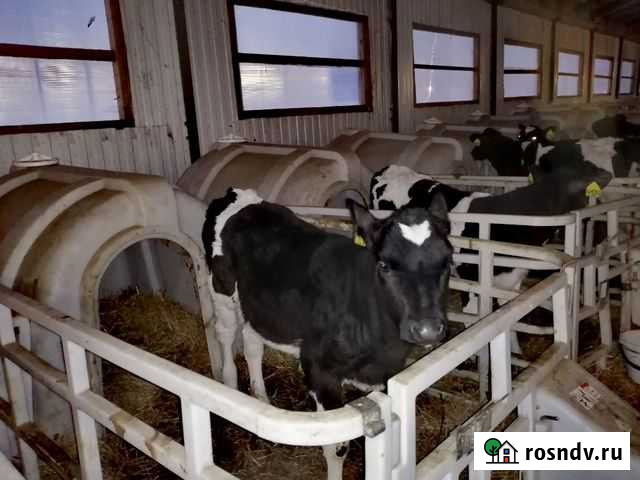 Телята. Бычки и телки Аксубаево - изображение 1