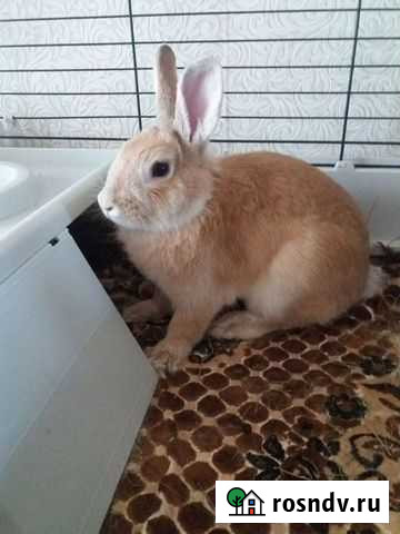 Кролик мини декоративный Кострома - изображение 1
