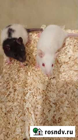 Крысята Химки - изображение 1