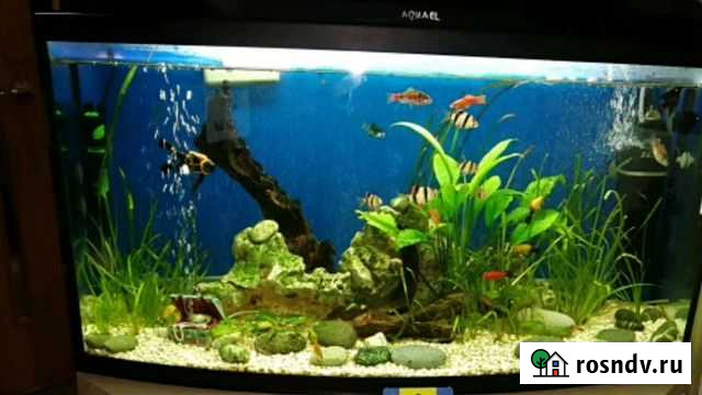 Обслуживание и уход за аквариумом. Биодизайн Салехард - изображение 1