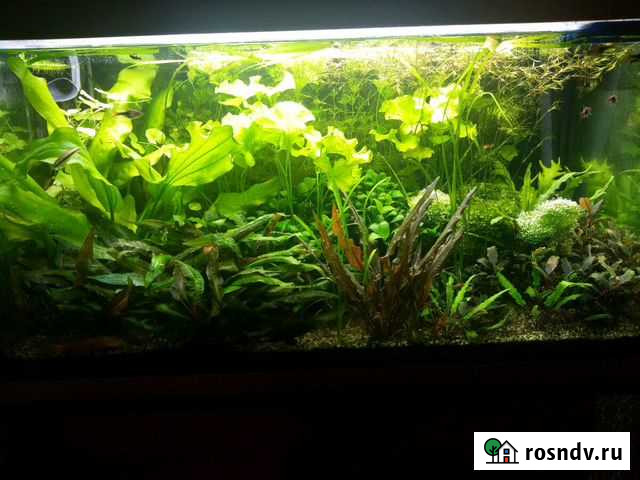 Продаю излишки растений из своего аквариума Пушкино - изображение 1