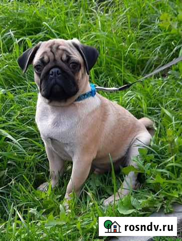 Вязка мопс Мурино - изображение 1