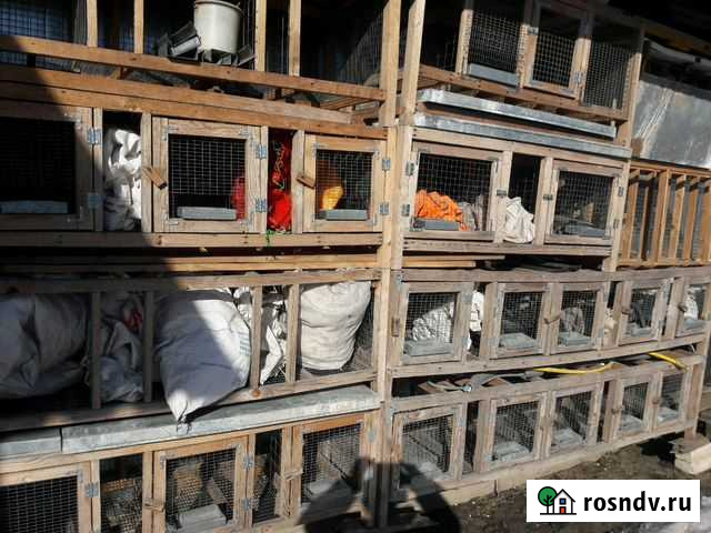 Клетка Супонево - изображение 1