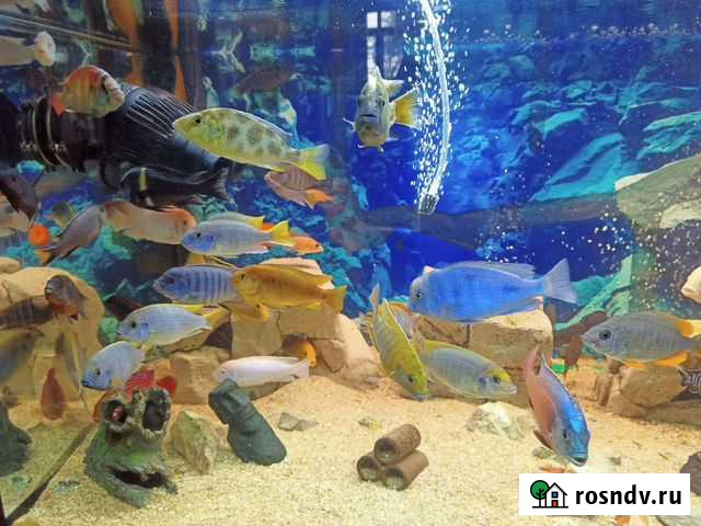 Аквариумные рыбки малавийские цихлиды Каменск-Уральский - изображение 1