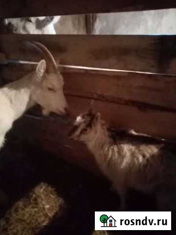 Козочка Артемовский - изображение 1