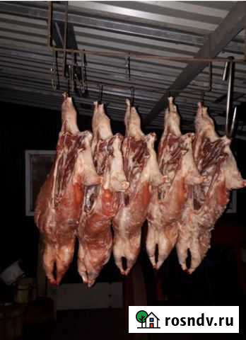 Мясо нутрии Супонево - изображение 1