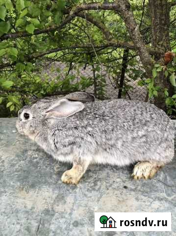 Продам Кроликов Натухаевская - изображение 1