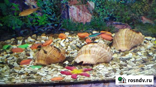 Сомы для аквариума Домодедово - изображение 1