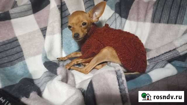 Одежда для собак мелких пород Жуковский - изображение 1