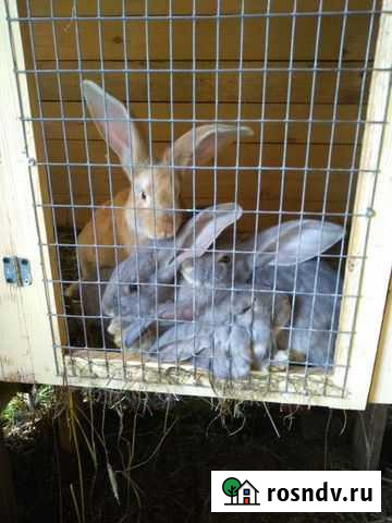 Кролик ризен Старая Русса - изображение 1