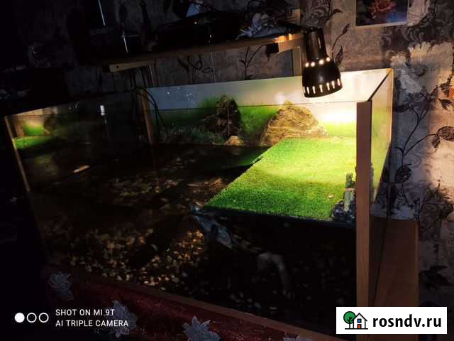 Аквариум с черепахами Вологда - изображение 1