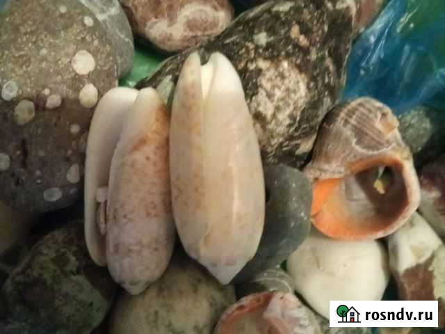 Ракушки, камешки Сыктывкар - изображение 1