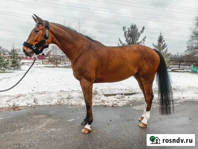 Высокий хобби мерин Москва - изображение 1