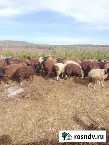 Ягнята 2021 года рождения Каратузское - изображение 1