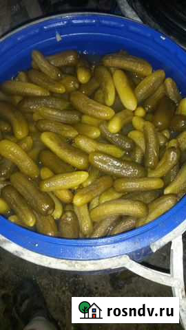 Огурцы бочковые Поляны - изображение 1