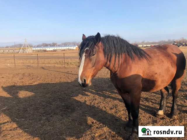 Лошади тяжеловозы Исилькуль - изображение 1