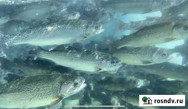 Форель радужная Краснодар - изображение 1