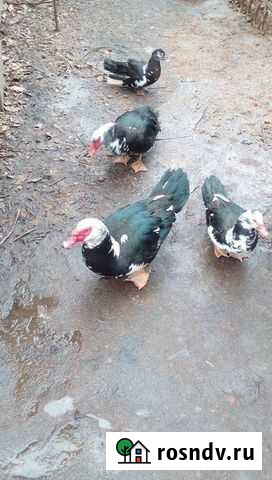 Индоуток Воронеж - изображение 1