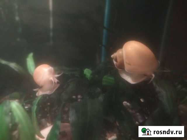 Улитки ампулярии жёлтые Лобня - изображение 1