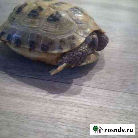 Черепаха сухопутная Стрежевой