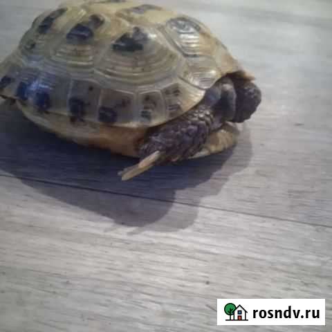 Черепаха сухопутная Стрежевой - изображение 1