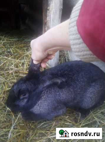 Кролик Октябрьский - изображение 1