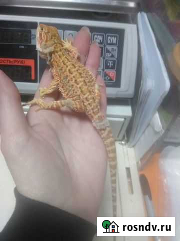 Бородатая агама Анапа - изображение 1