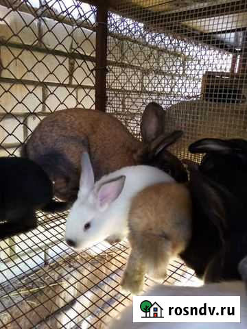 Кролики Курск - изображение 1