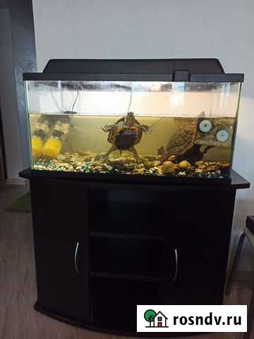 Красноухие черепахи Нефтеюганск - изображение 1