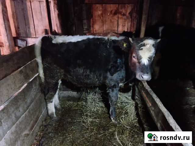 Бычок Алейск - изображение 1