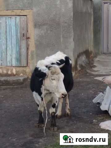 Корова Ахты - изображение 1