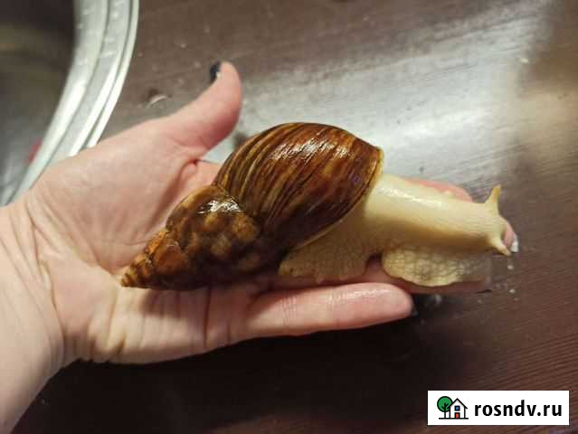 Улитки ахатины альбино боди Москва - изображение 1