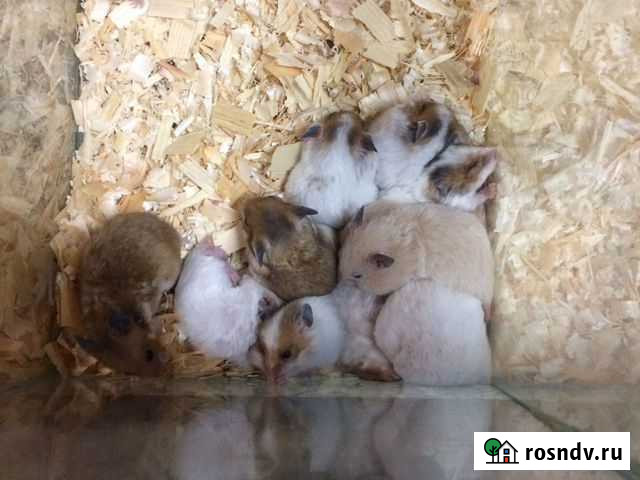 Хомяк сирийский Стерлитамак - изображение 1