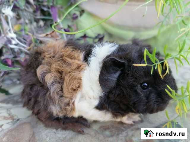 Морские свинки лункарии Анастасиевская - изображение 1