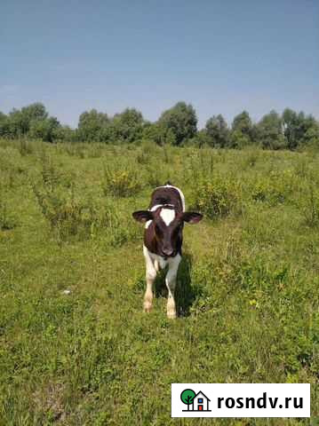 Телята Искитим - изображение 1