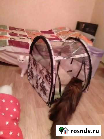 Переноска для выставок Ногинск - изображение 1